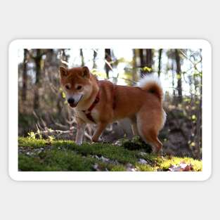 shiba inu in forest Sticker